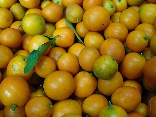 Chinese orange, kumquat in India