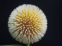 kadamb flower