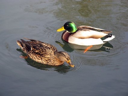 guru - chela Mallard ducks
