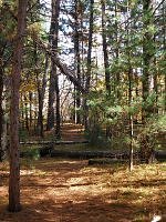 Pine woods