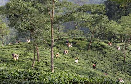 Tea estates of Darjeeling