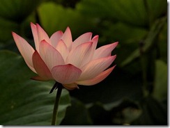Lotus in bloom
