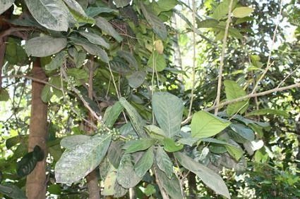 Coffee tree, Thekkady, Kerala