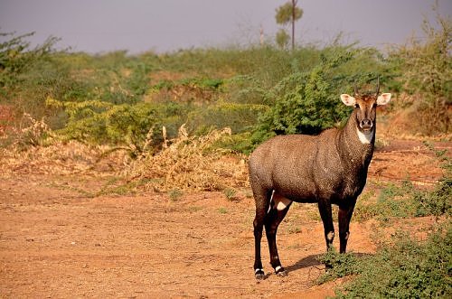 Neel gaay, blue antelope, India, Rajasthan, Uttar Pradesh