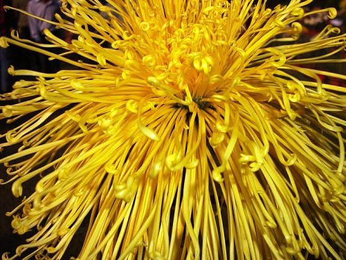 Yellow chrysanthemum at National Botanical Research Institute, Lucknow, India