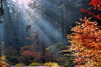 God Rays Touch the Forest