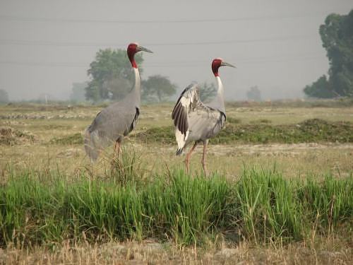 Sarus crane pair seen and photographed by Rohit near IITK 
