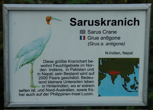 Sarus crane in North India