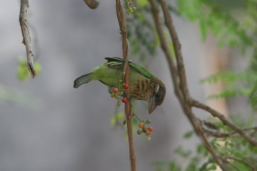 White cheeked barbet in India