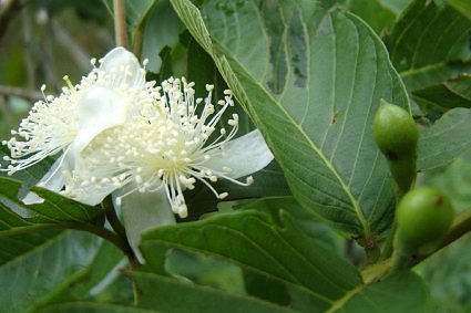 Guava tree in bloom